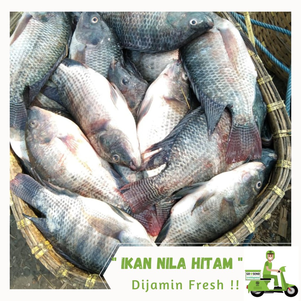 

Ikan Nila Hitam 1 Kg