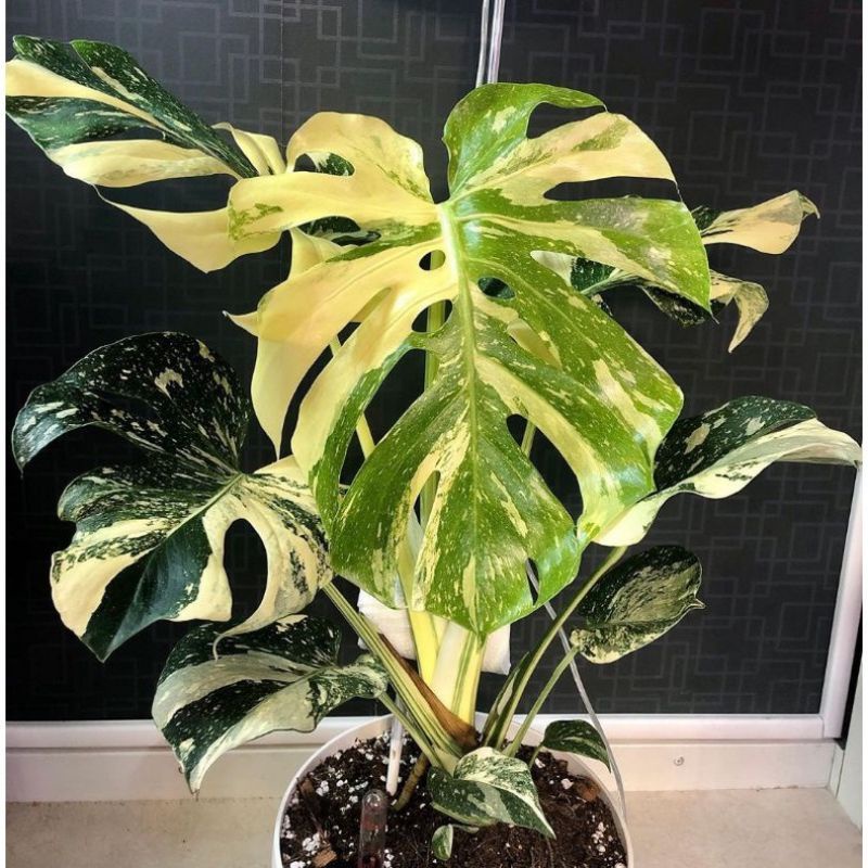 Monstera monthai varigata / Tanaman hias Varigata/ florist Nursery