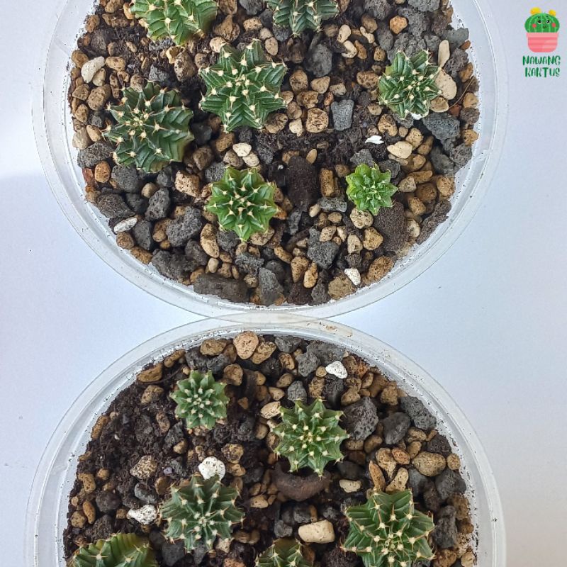 [Free Gift] Pot Lb hybrid x Vos | Vos | Kaktus LB hybrid