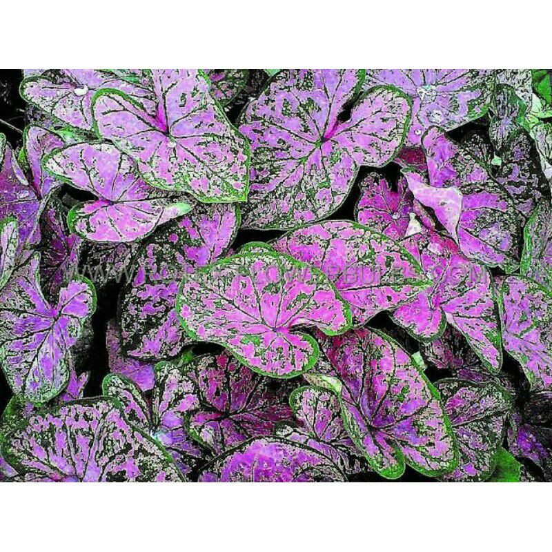 tanaman hias umbi keladi florida elise keladi hias