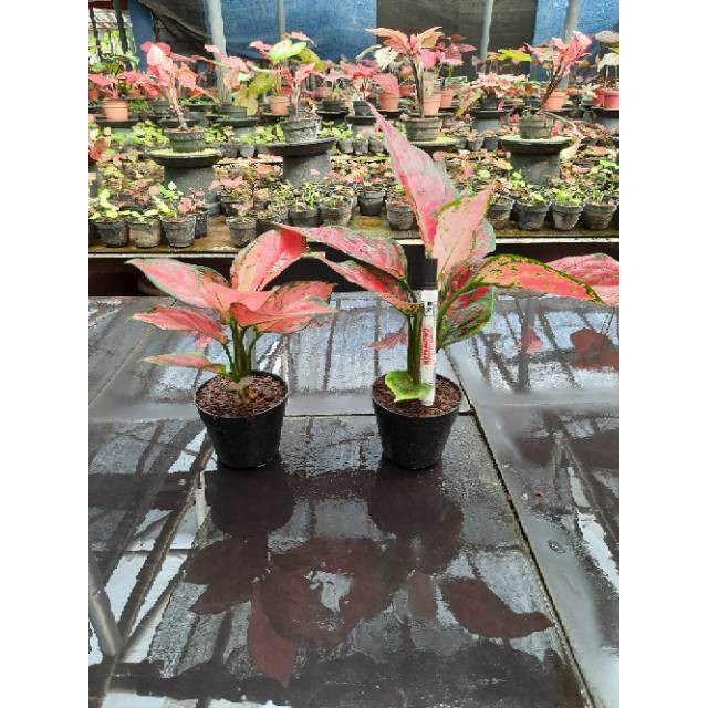 [✅COD] PAKET AGLONEMA - 2 POHON / PAKET AGLONEMA MURAH / TANAMAN HIAS AGLOMEMA / Redking