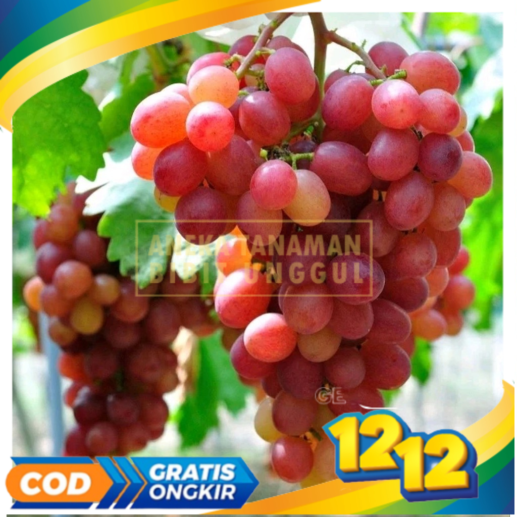Bibit Anggur Merah Red Globe Cepat Berbuah