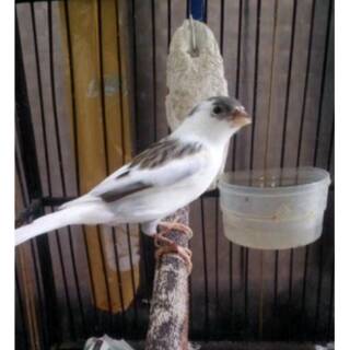 Burung Kenari Af Shopee Indonesia