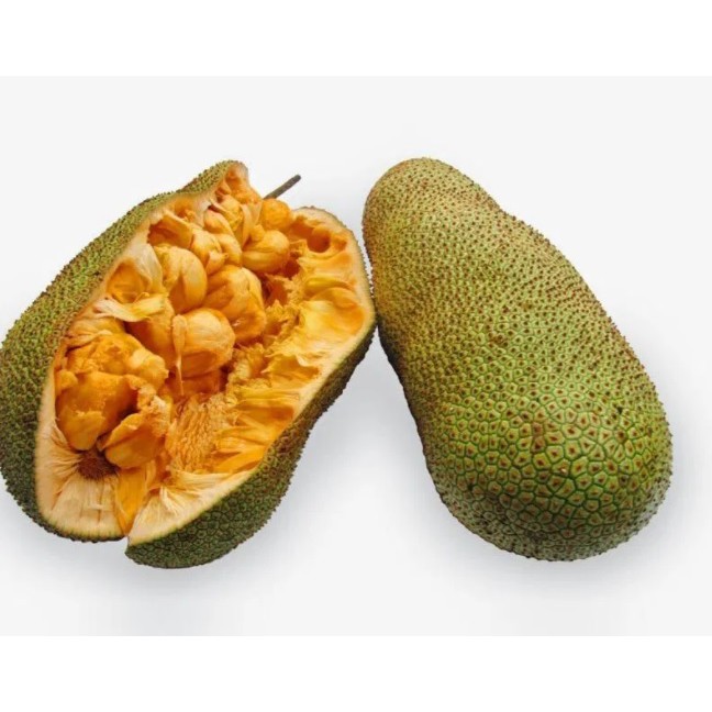 Bibit Cempedak Lokal Okulasi Siap Berbuah