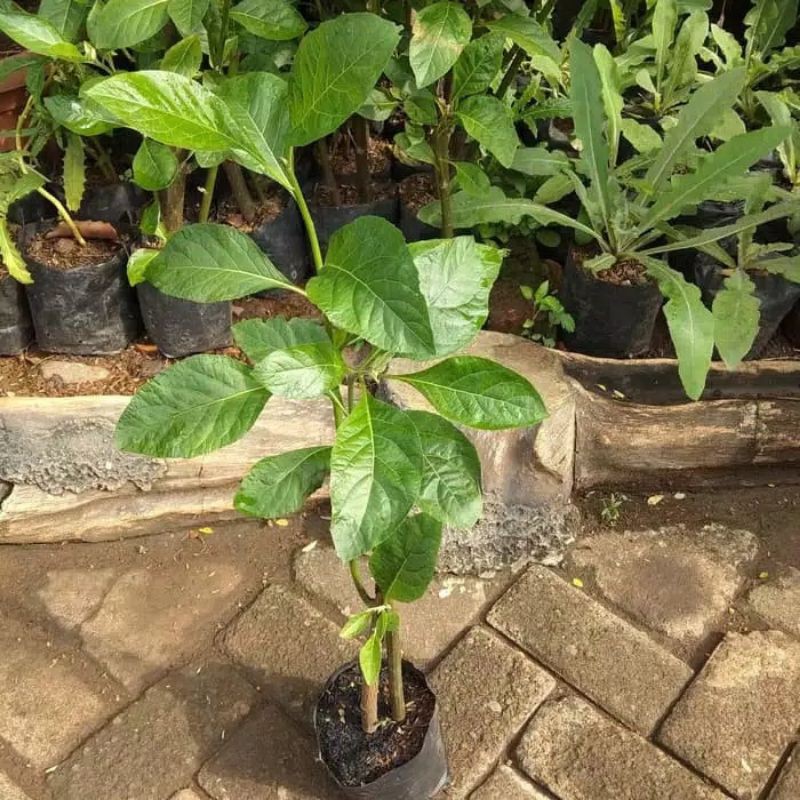 

Daun Afrika herbal