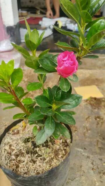 Bunga Azalea Pink Tumpuk