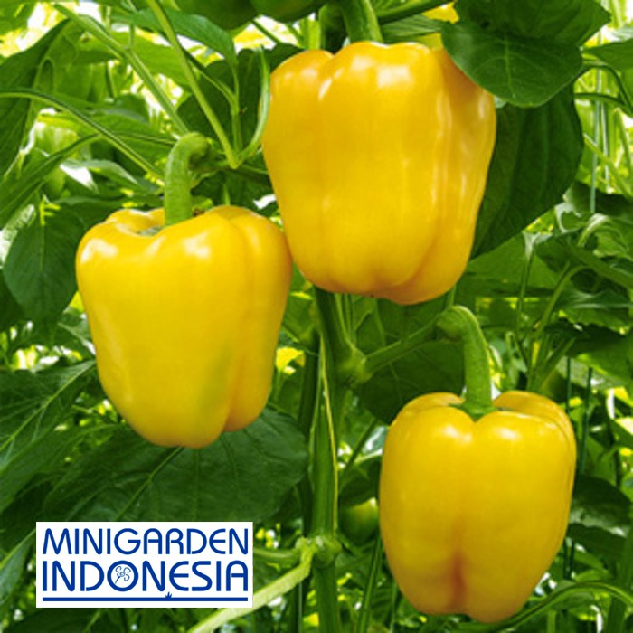 3 Benih Paprika Kuning Yellow Star F1 bibit tanaman sayur sayuran cabe cabai