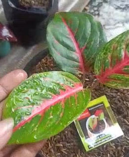 AGLONEMA BIG PAPA MURAH Shopee Indonesia AGLONEMA BIG PAPA MURAH Shopee Indonesia