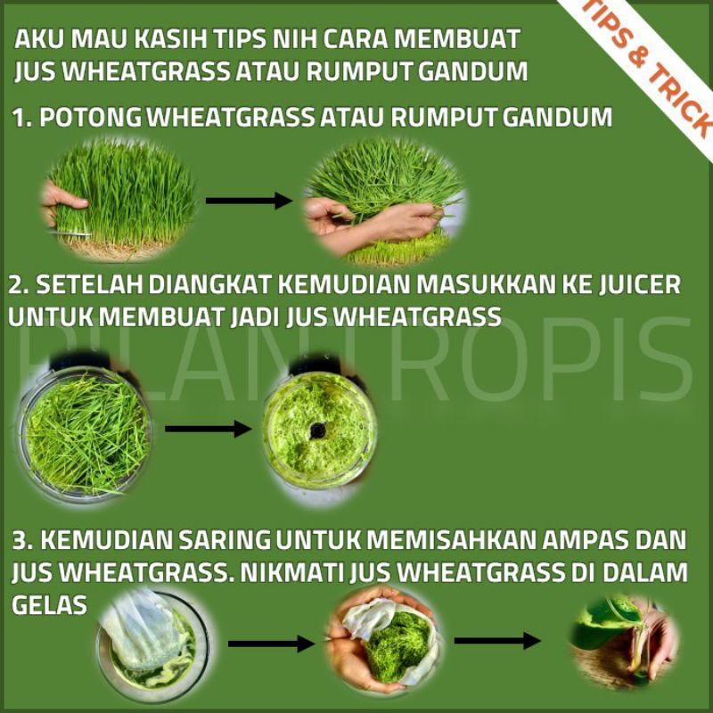 BENIH GANDUM 100 GRAM BIBIT RUMPUT GANDUM RUMPUT KUCING WHEAT GRASS SEED