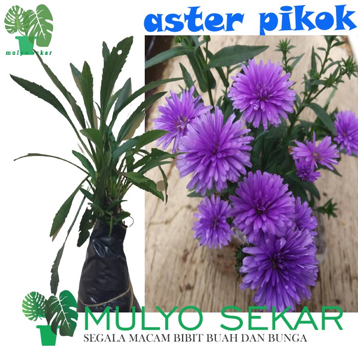 bibit tanaman bunga aster pikok biru blue peacock