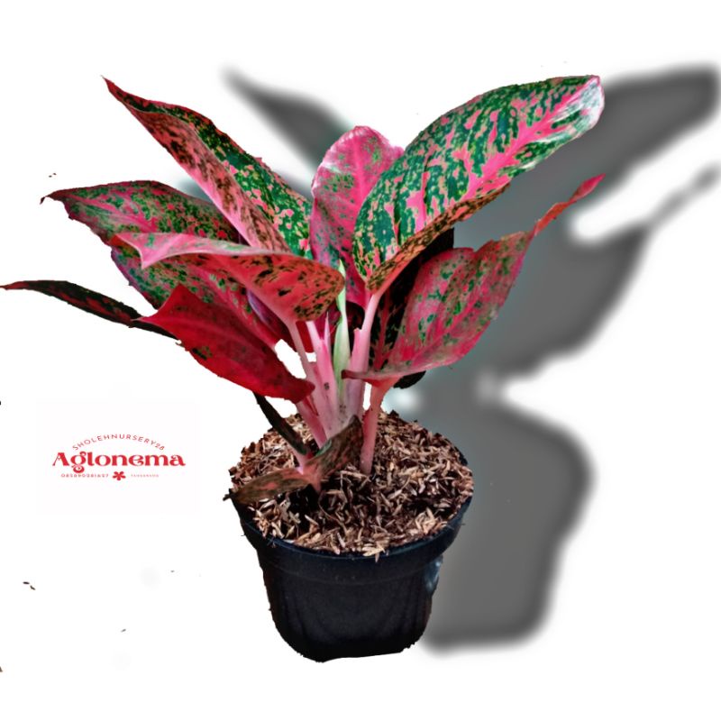 aglonema Red Stardust remaja dan anakan