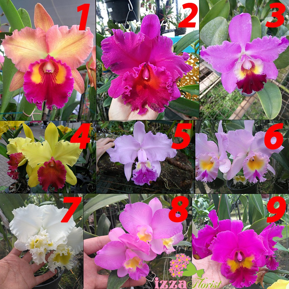 Anggrek Cattleya Seedling (bayi)  Hybrid Bunga Besar - anggrek cattleya murah (10 bonus 1)