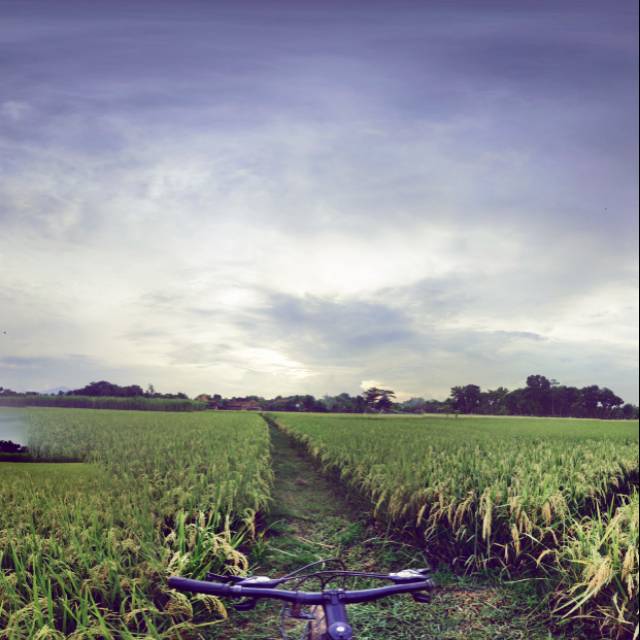 

Wowohan sawah