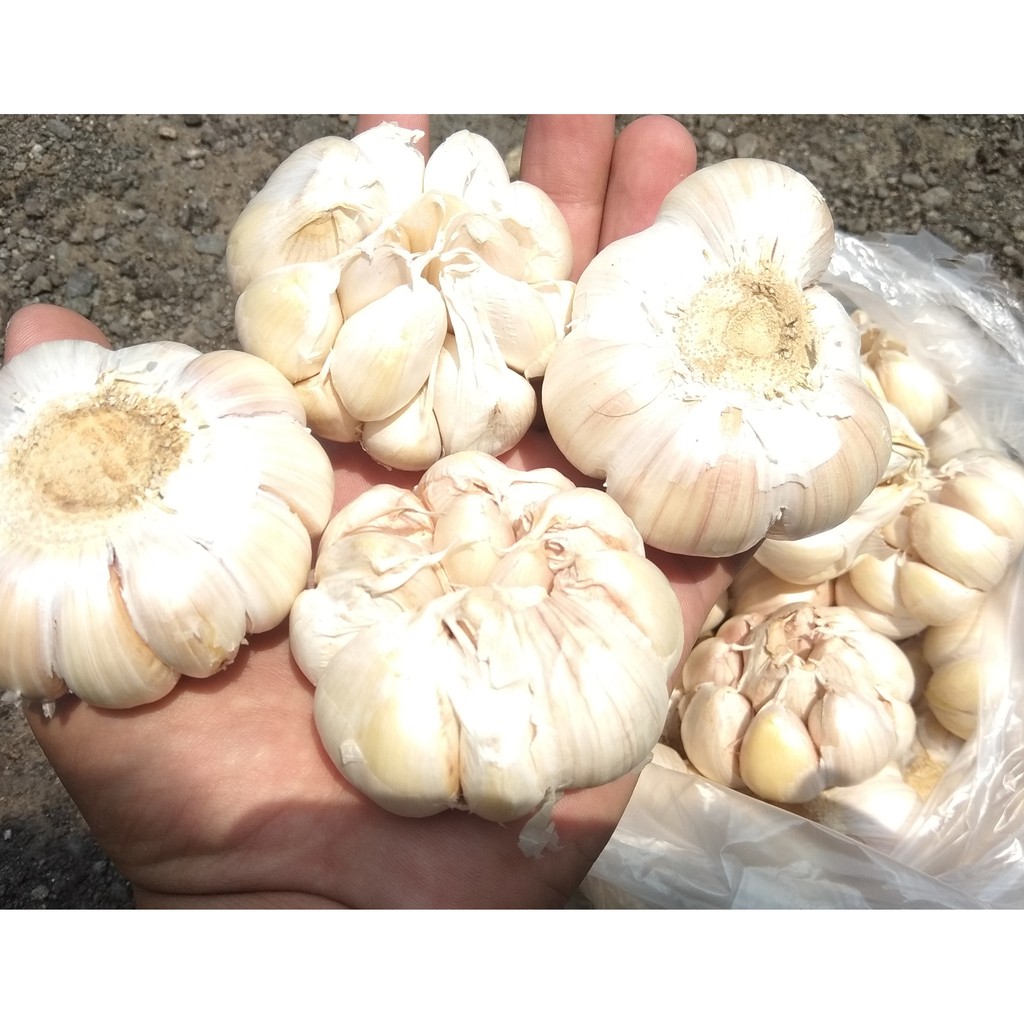 Bawang Putih Seperempat 250 Gram Shopee Indonesia