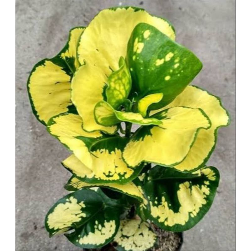 Tanaman hias puring apel  telur /puring apel kuning bisa