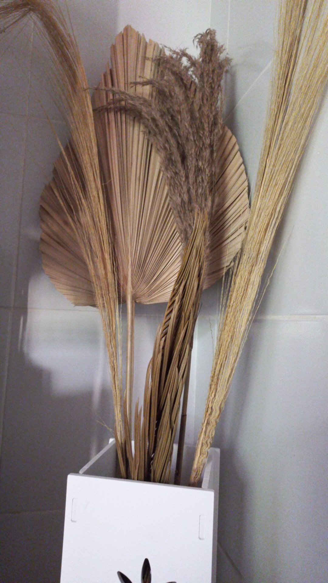 Daun Kering#sikas#mawar Jambe Original