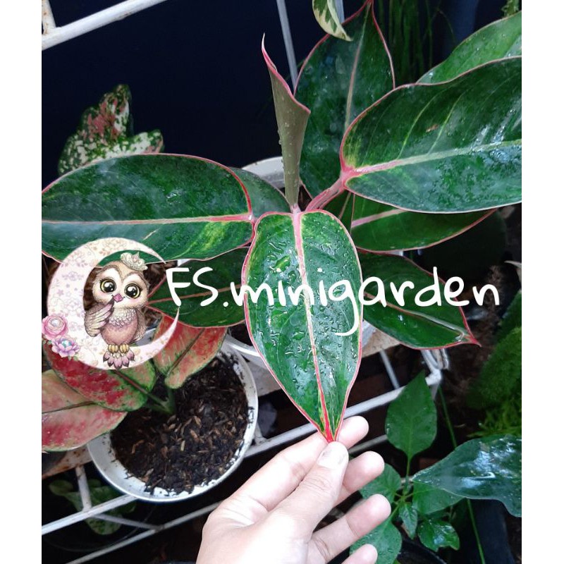 Aglonema flaminggo/aglo flamingo/aglonema lipstik