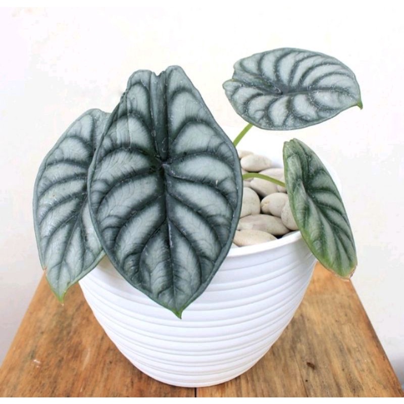 KELADI TENGKORAK SILVER