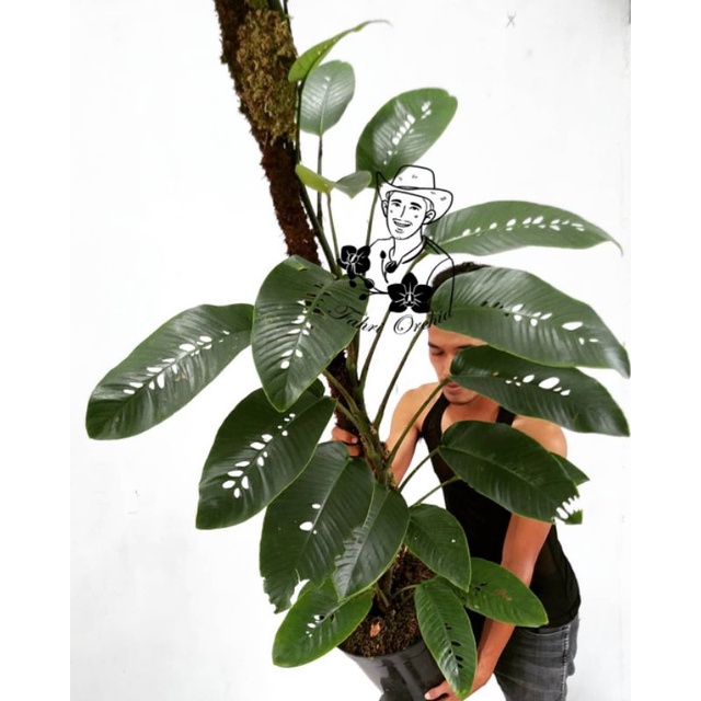 FahriOrchid - Raphidophora foraminifera