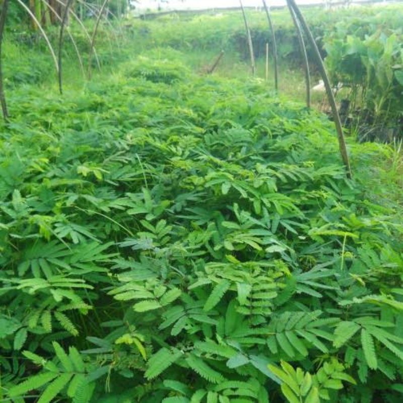 Bibit Kaliandra Pohon Kaliandra Merah