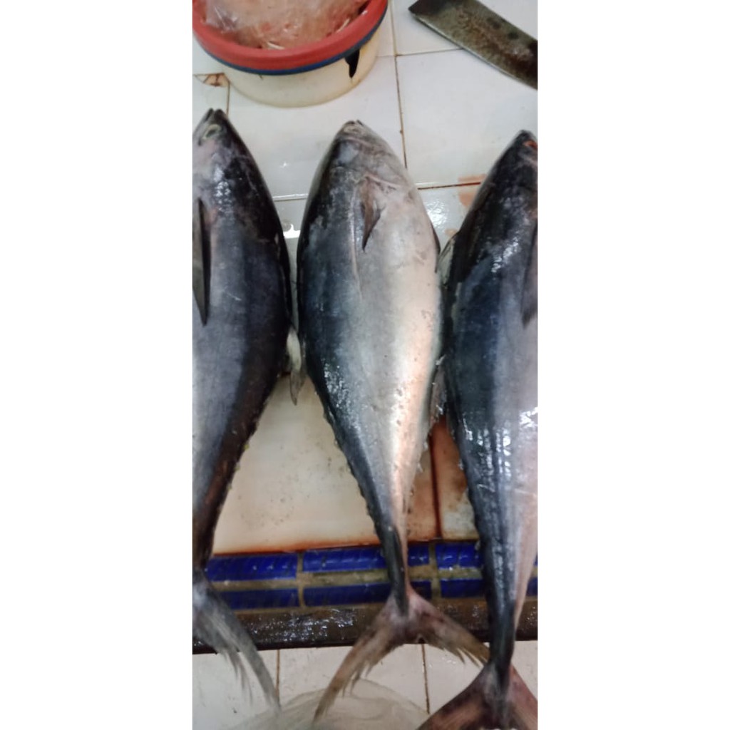 

Ikan Tongkol Tuna / Baby Tuna