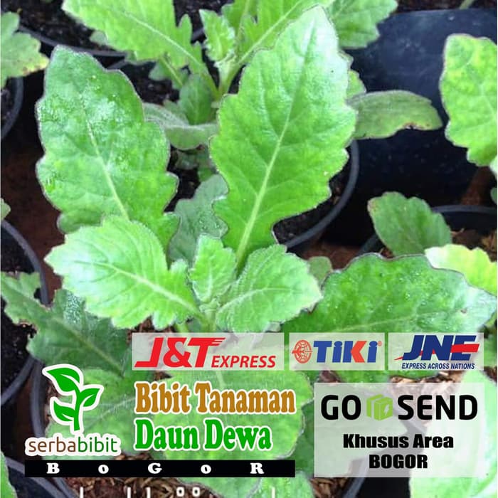 Bibit Daun Dewa Herbal - Dewa Obat - Daun Dewa Segar