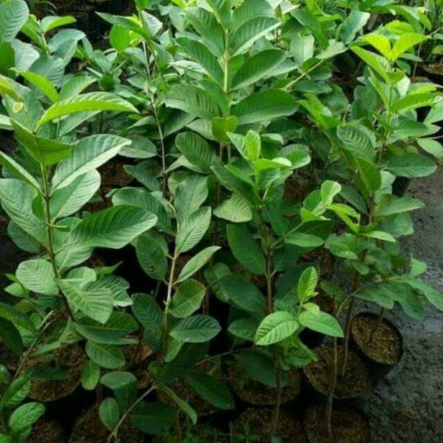 Bibit Jambu Biji Bangkok Merah