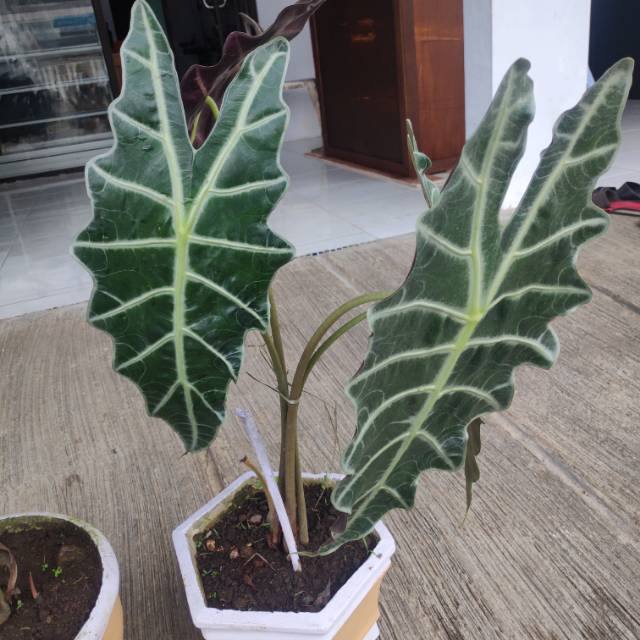 Tanaman Hias Keladi Amazon/ Alocasia Amazonica Indukan