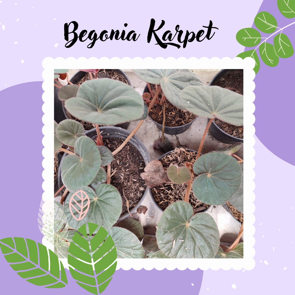 BEGONIA RED CARPET TANAMAN BUNGA BEGONIA RED CARPET