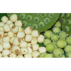 Biji Teratai / Lotus Seed / Lien Zi 100 gr