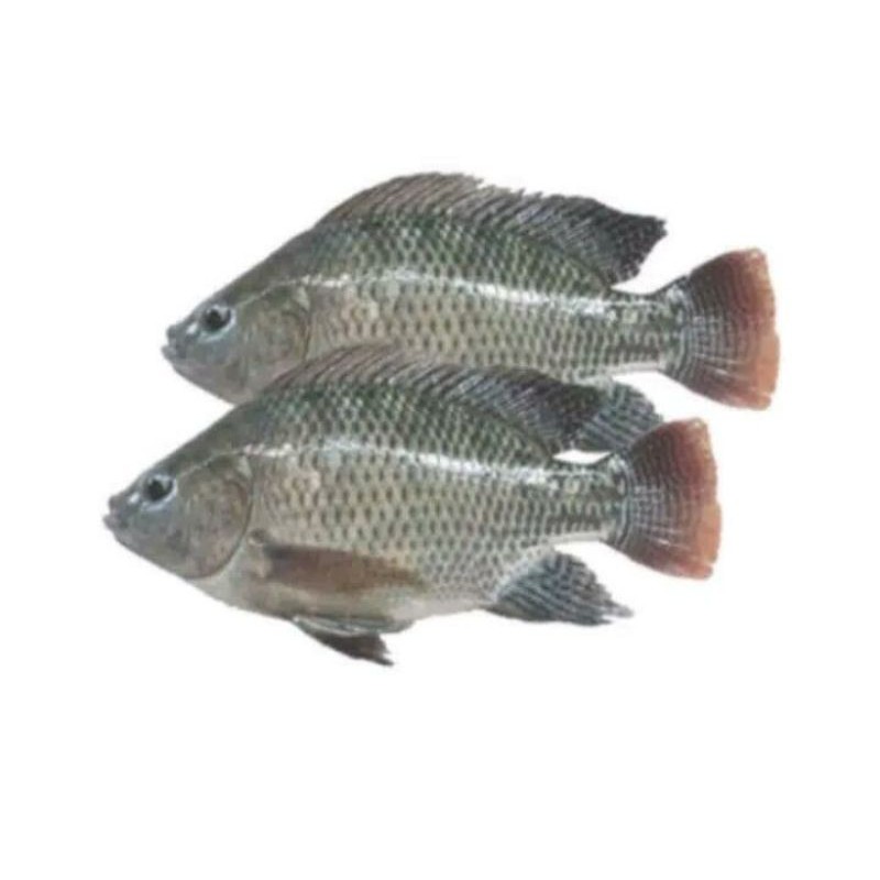 

Ikan Mujair Segar 500gr