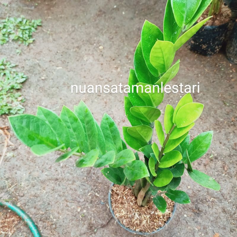 Tanaman Hias Indoor Dollar Zamia / pohon dollar zamia