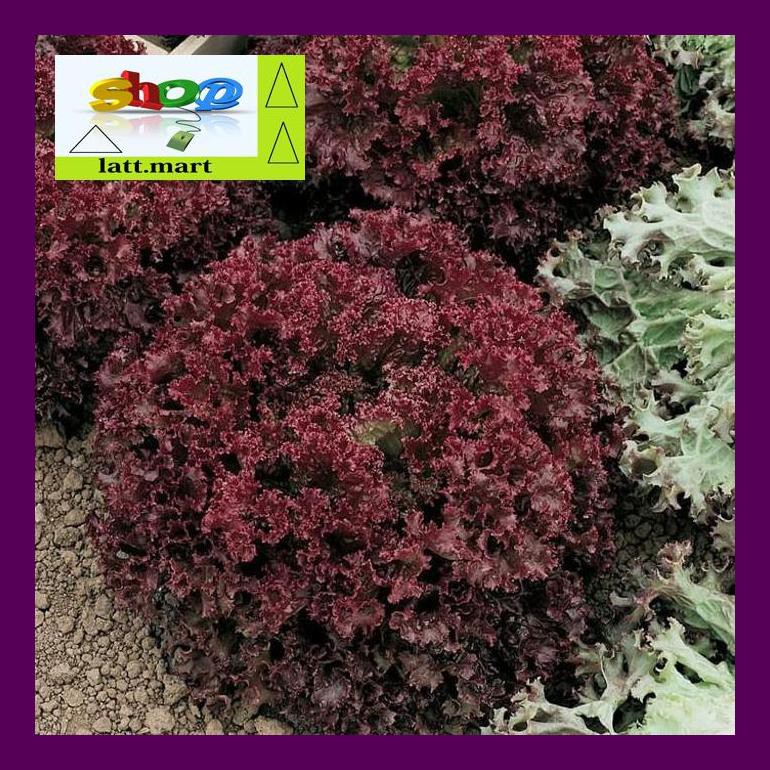 

Hadul Benih-Bibit Selada Keriting Merah Lollo Rossa (Haira Seed) Uula0F4H4