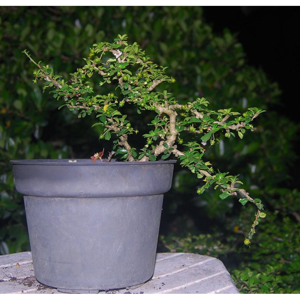 Super Bonsai Hokiantea Micro Buah Kd1