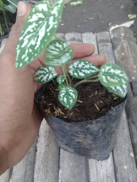 PROMO Keladi MUTIARA...MINI LILIPUT