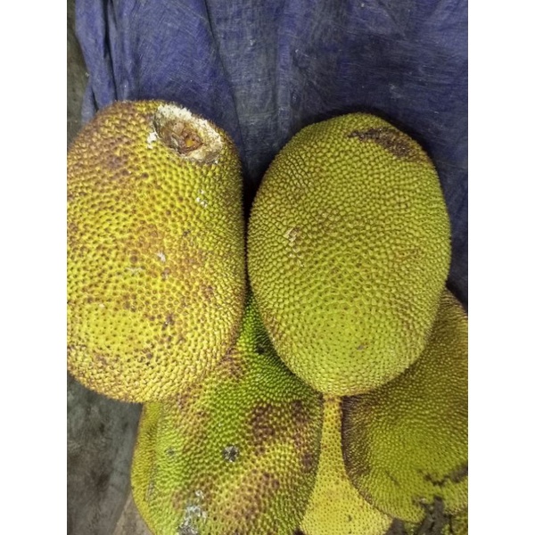 

Buah Nangka Matang Bulat Utuh Asal Jawa /buah