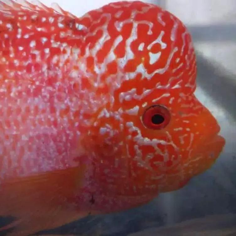 

EST (COD) Ikan louhan GB golden base burayak➪ღ (Ready Stock)