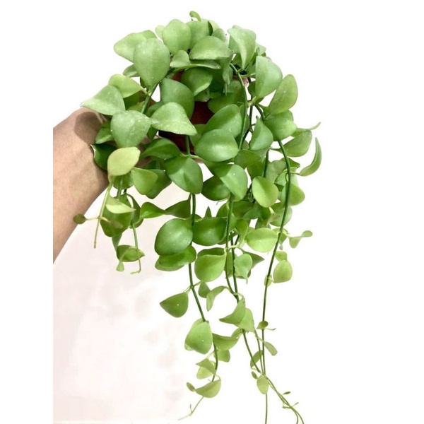 Tanaman Hias Gantung Indoor/Outdoor Dischidia Geri 100% ORIGINAL Sesuai Foto *READY*