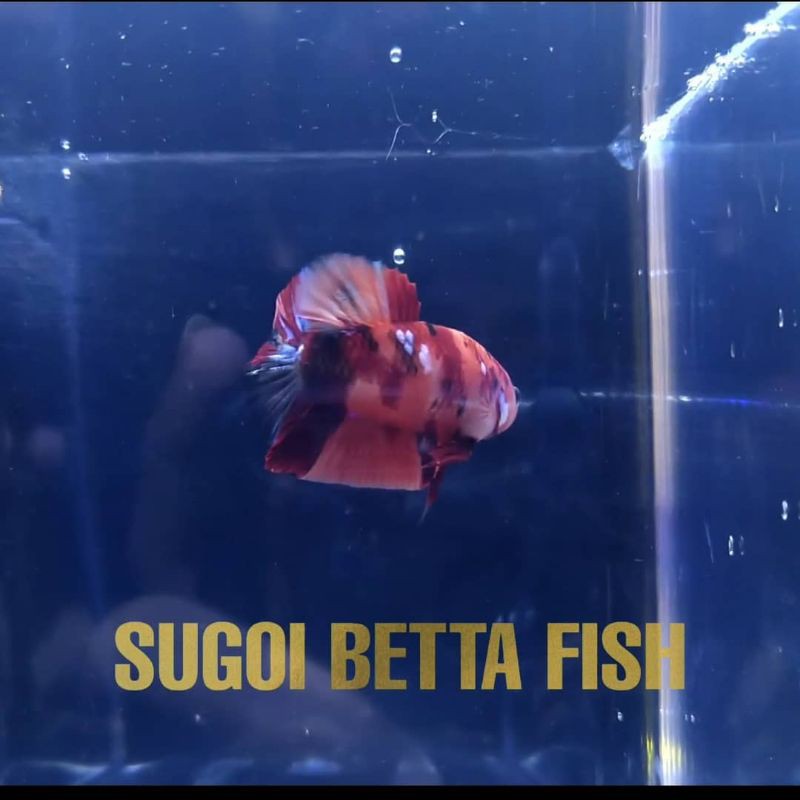 cupang nemo galaxy | betta nemo galaxy