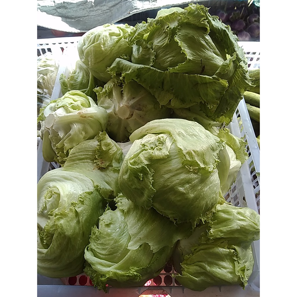 

Romaine Lettuce~Lactuca sativa~Romana lattuga~Minimal order 2 kg @