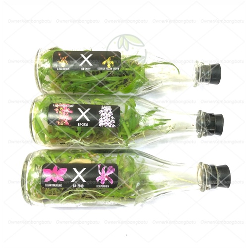 Bibit Anggrek Dendrobium Botolan | Bibit Anggrek Dendrobium | Anggrek Dendro | Anggrek Dendro dalam 