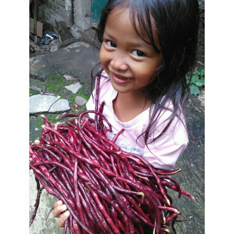 Isi 100 biji benih kacang panjang ungu atau kacang panjang merah