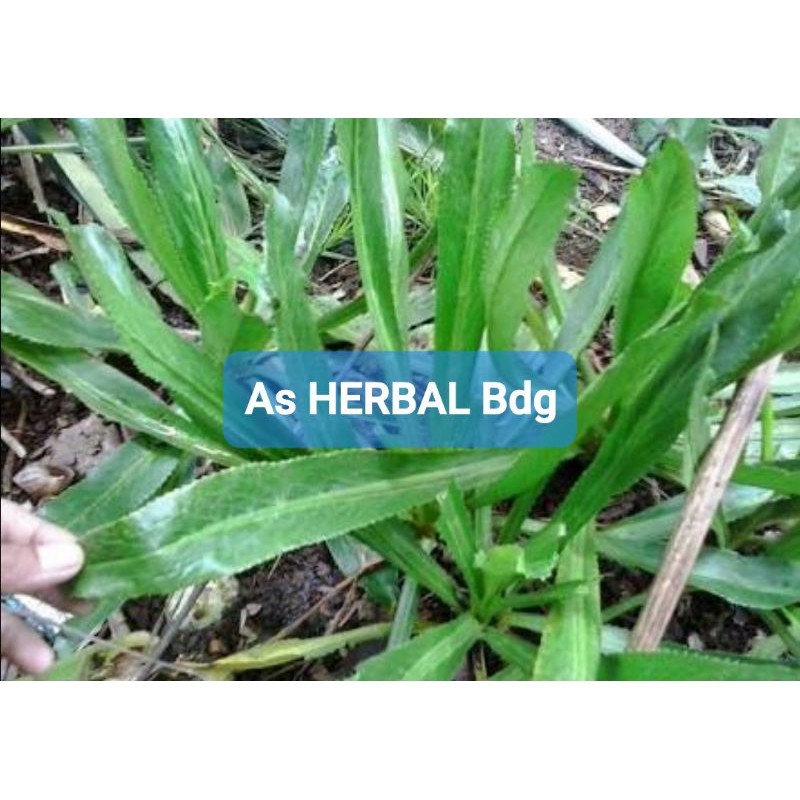 

Daun Walang Sangit Segar 500 gram-az