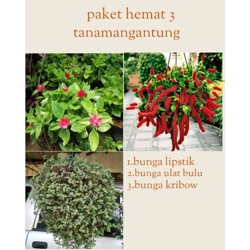 Bibit tanaman bunga hias gantung/paket bunga gantung
