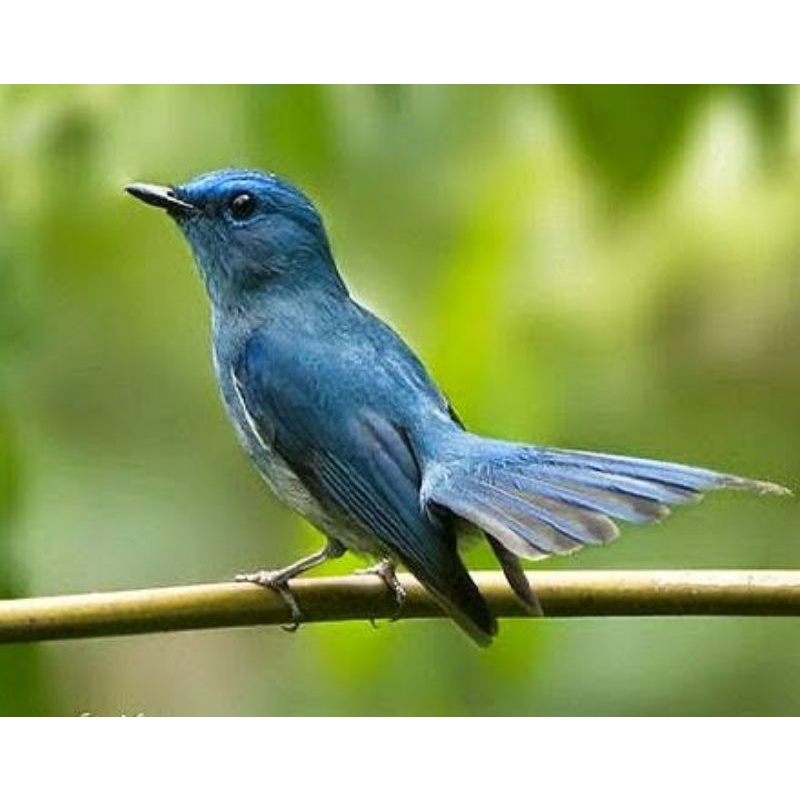 BURUNG TLEDEKAN BIRU RAWATAN
