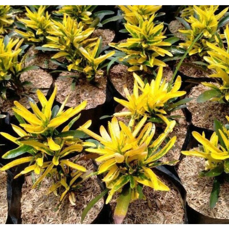 Tanaman Hias Puring  cabe, Pohon Puring Cabe