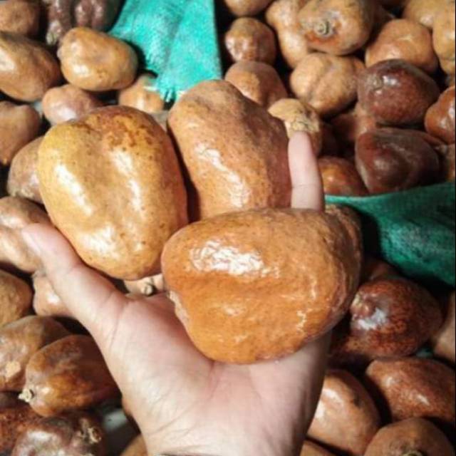 

PROMIL Buah zuriat