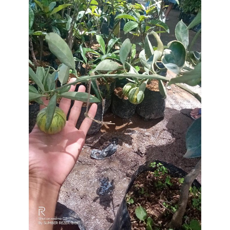 jeruk Sunkist varigata Berbuah