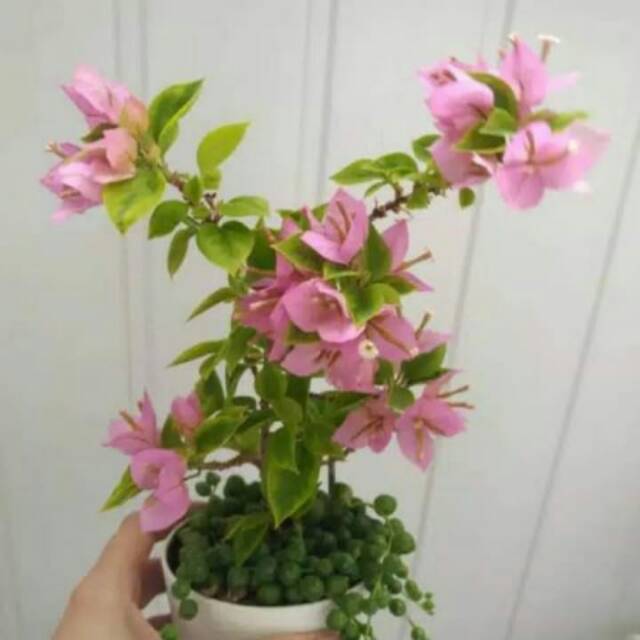 

Bunga burgenvil