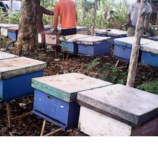 

SALE!!Madu Asli Murni Randu Raw honey 1kg|SQ8